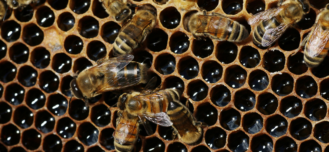 pszczoły w pasiece