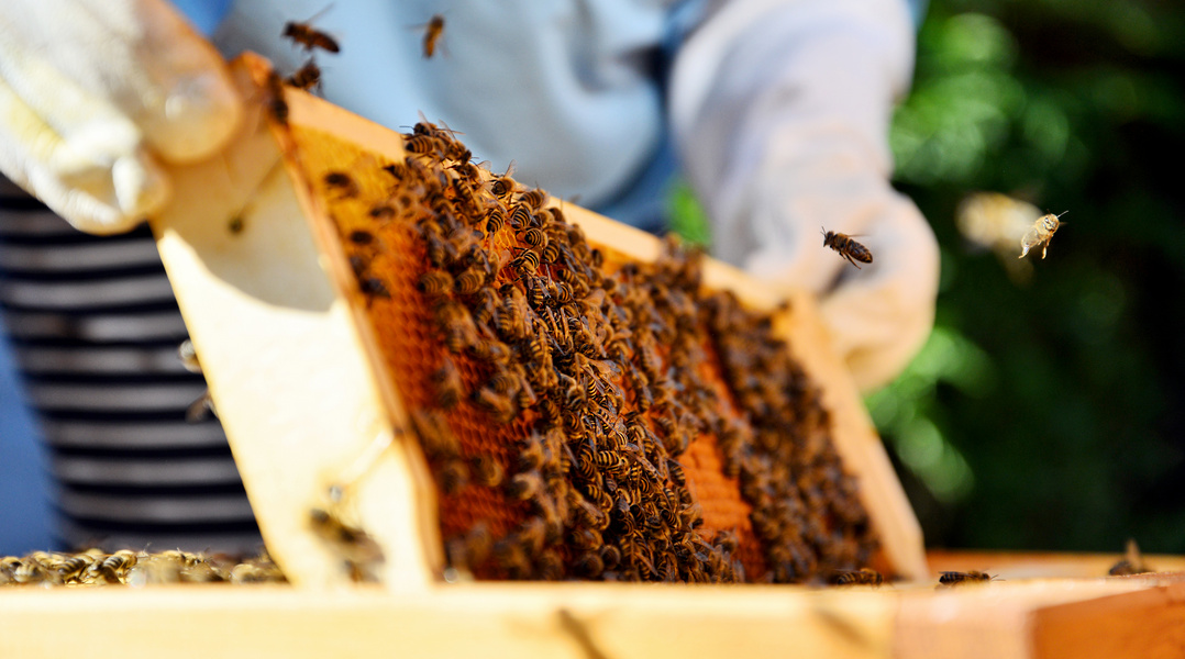 Pyłek pszczeli właściwości